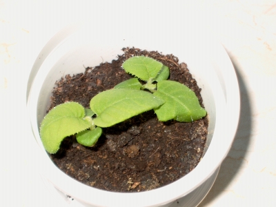 Alf und Bet am 17.05.2007